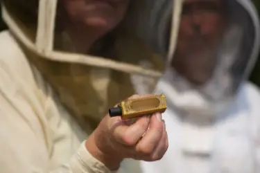 Beekeeper holding a queen bee cage used to requeen beehives